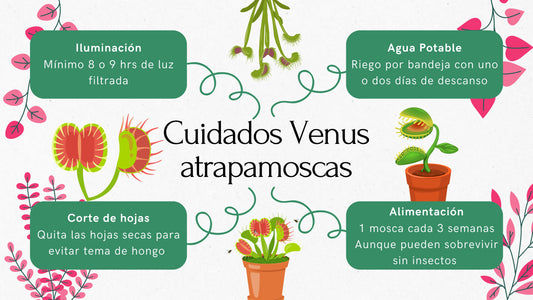 ¿Quieres tener una planta carnívora en excelente estado?, continua leyendo...