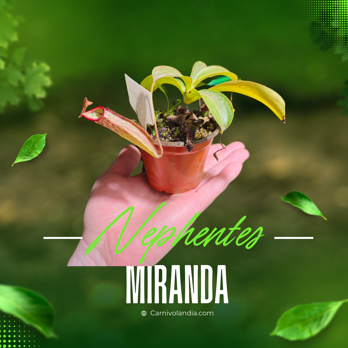 Nepenthes Miranda