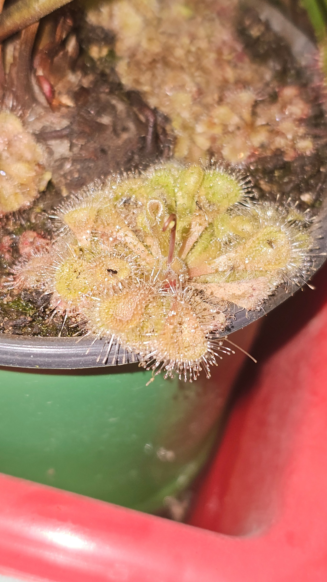 Drosera Burmannii