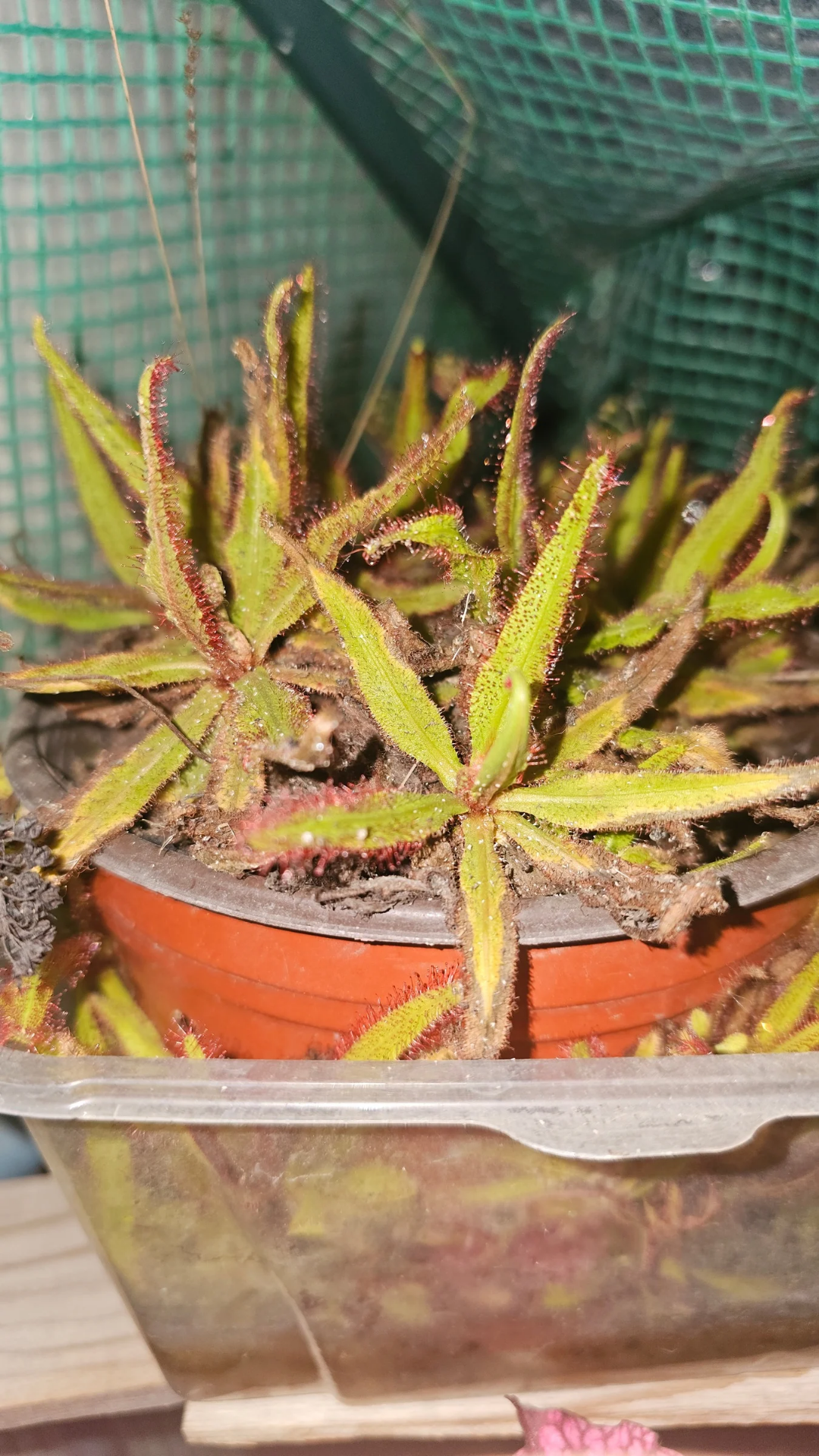 Drosera Adelae