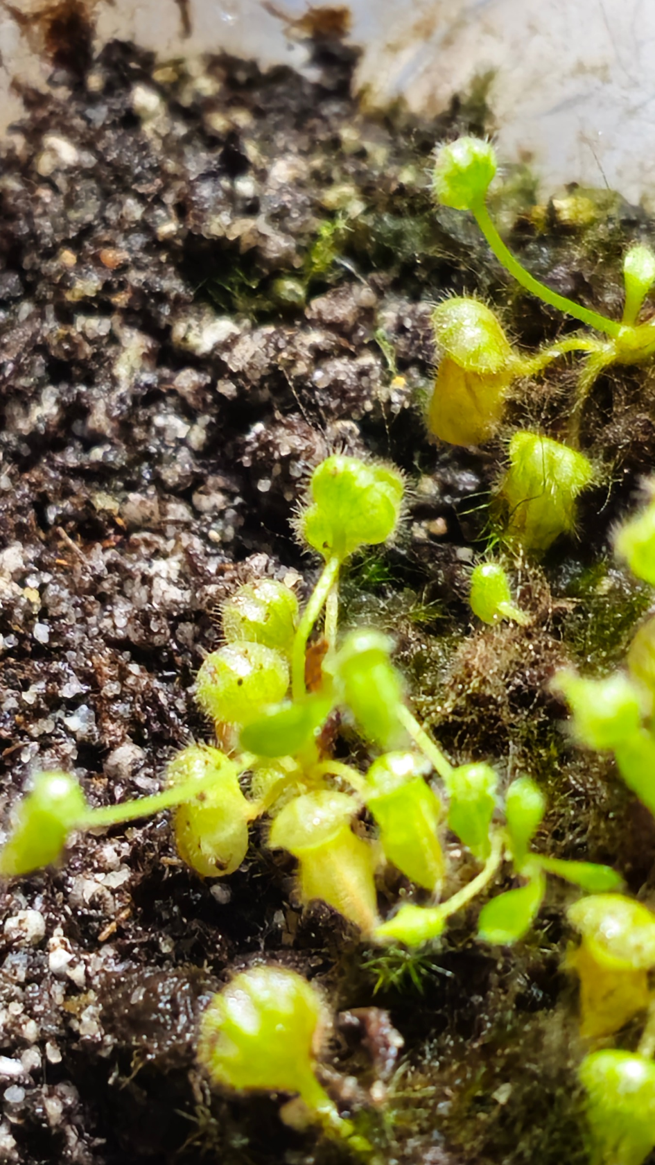 cephalotus follicularis