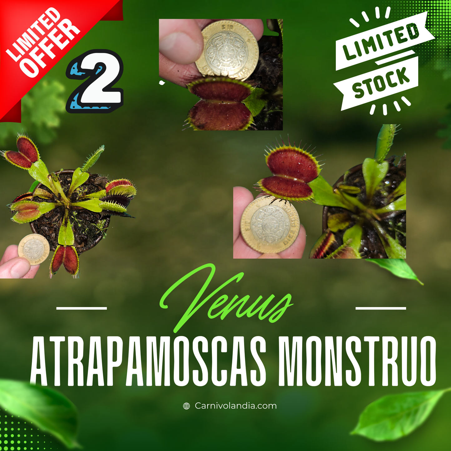 Venus atrapamoscas Monstruo #2
