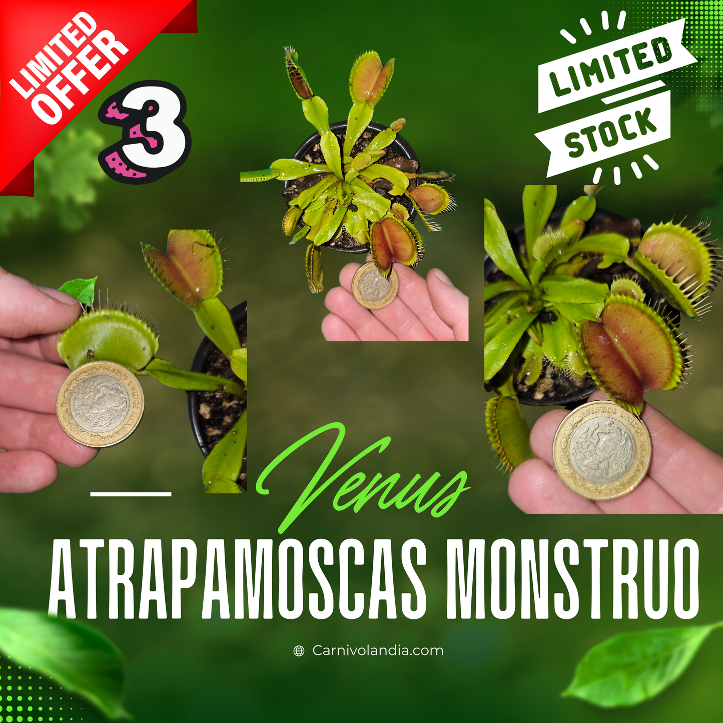 Venus atrapamoscas Monstruo #3