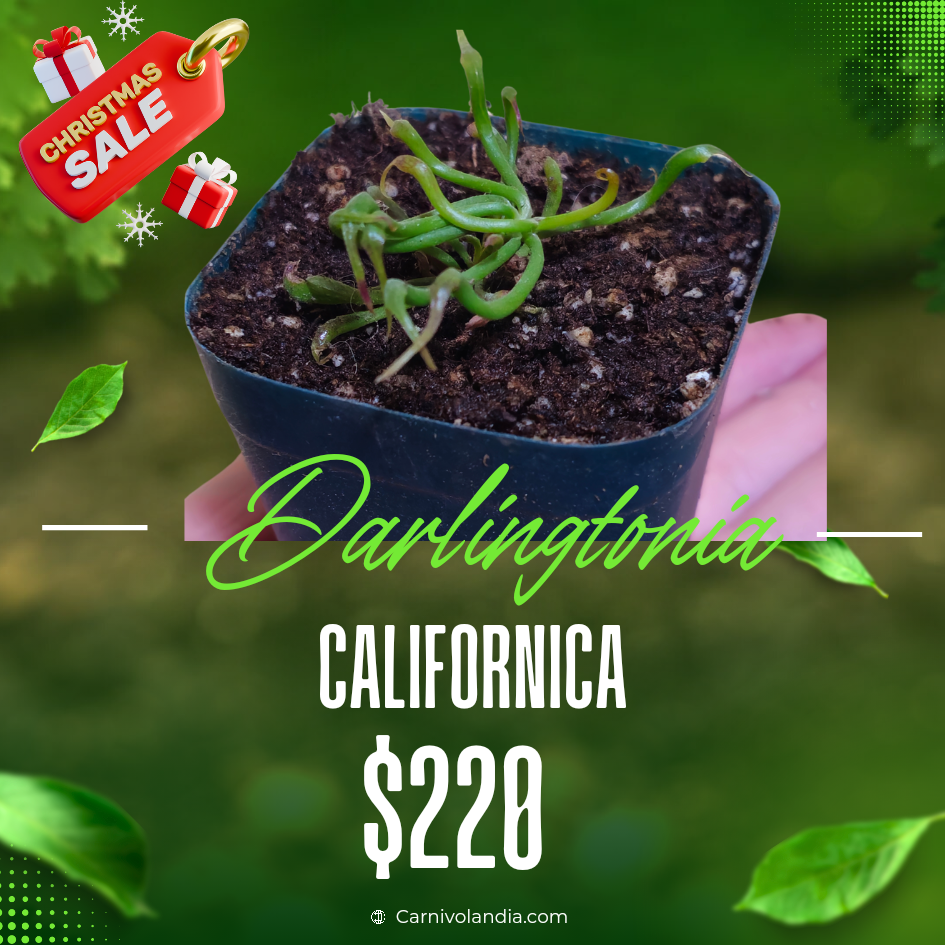Darlingtonia Californica