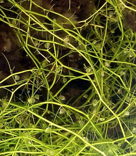 Utricularia Gibba