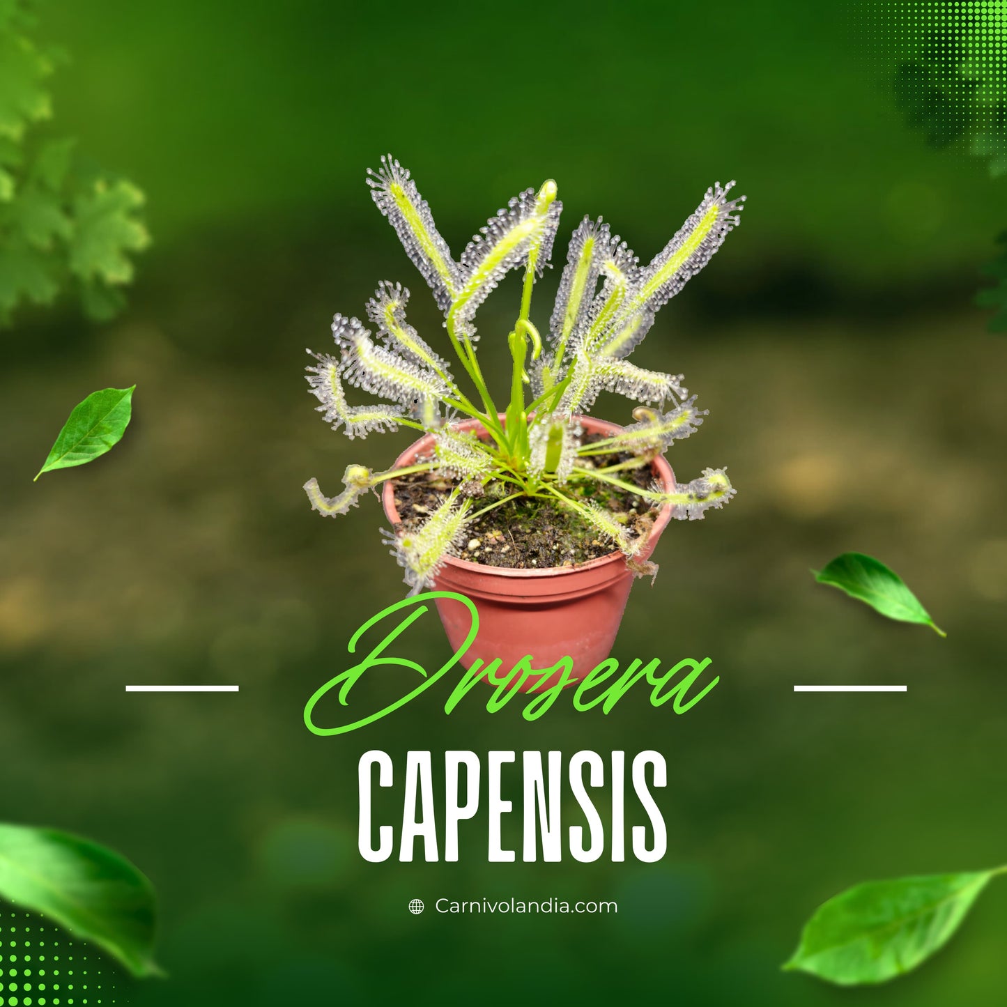 Drosera Capensis