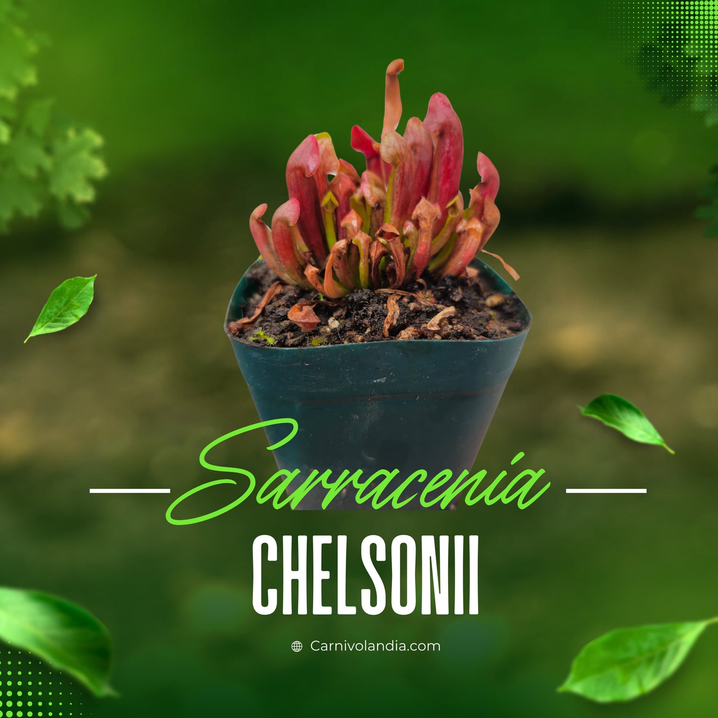 Sarracenia Chelsonii