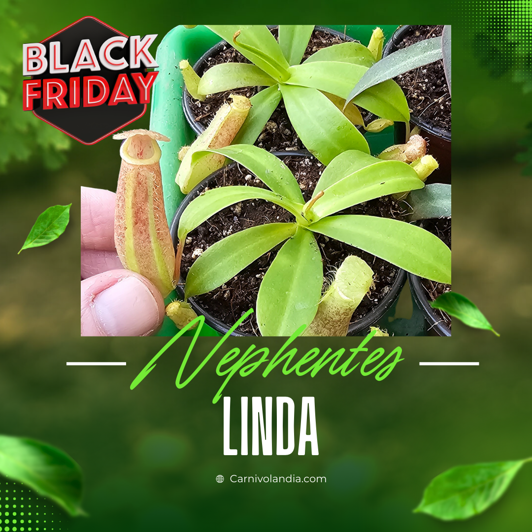 Nepenthes Linda