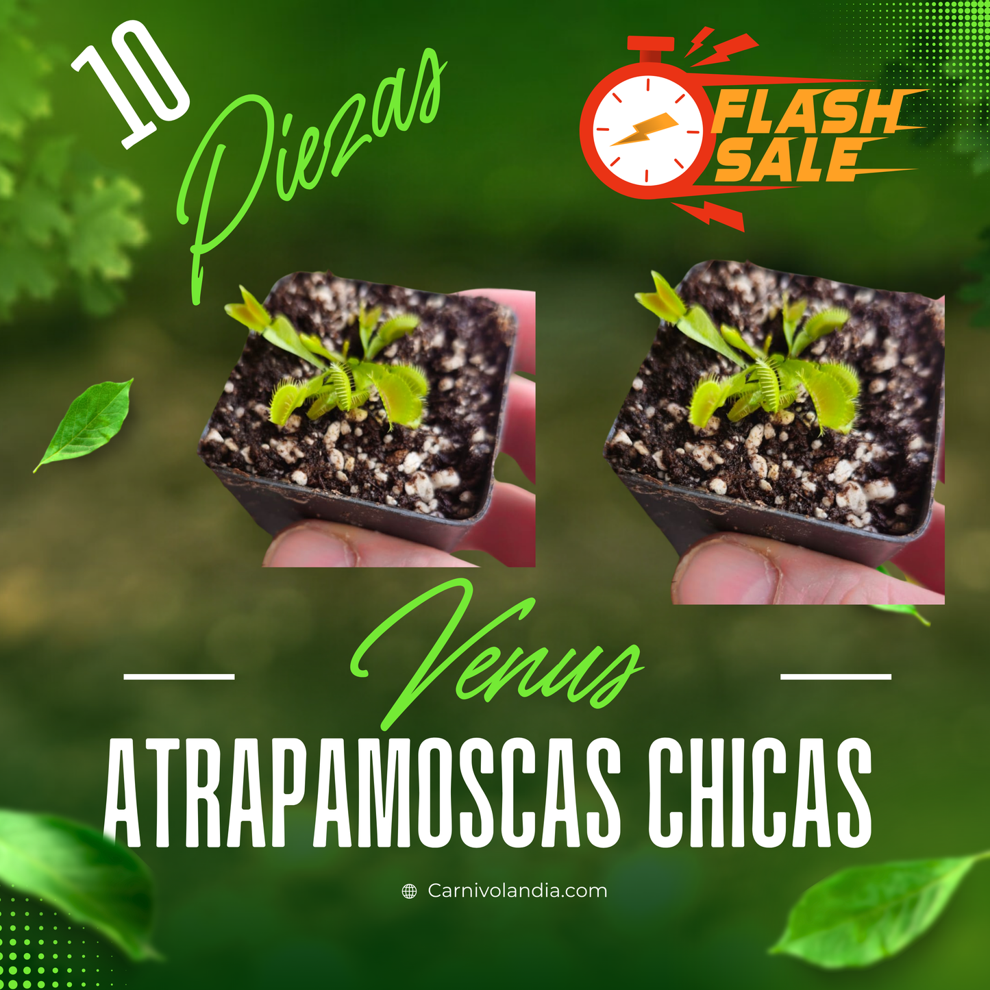 10 Venus atrapamoscas chicas