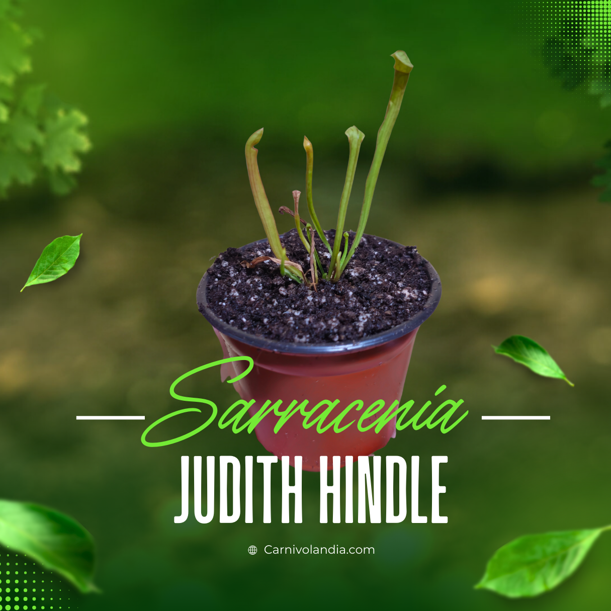 Sarracenia Judith Hindle Pequeña