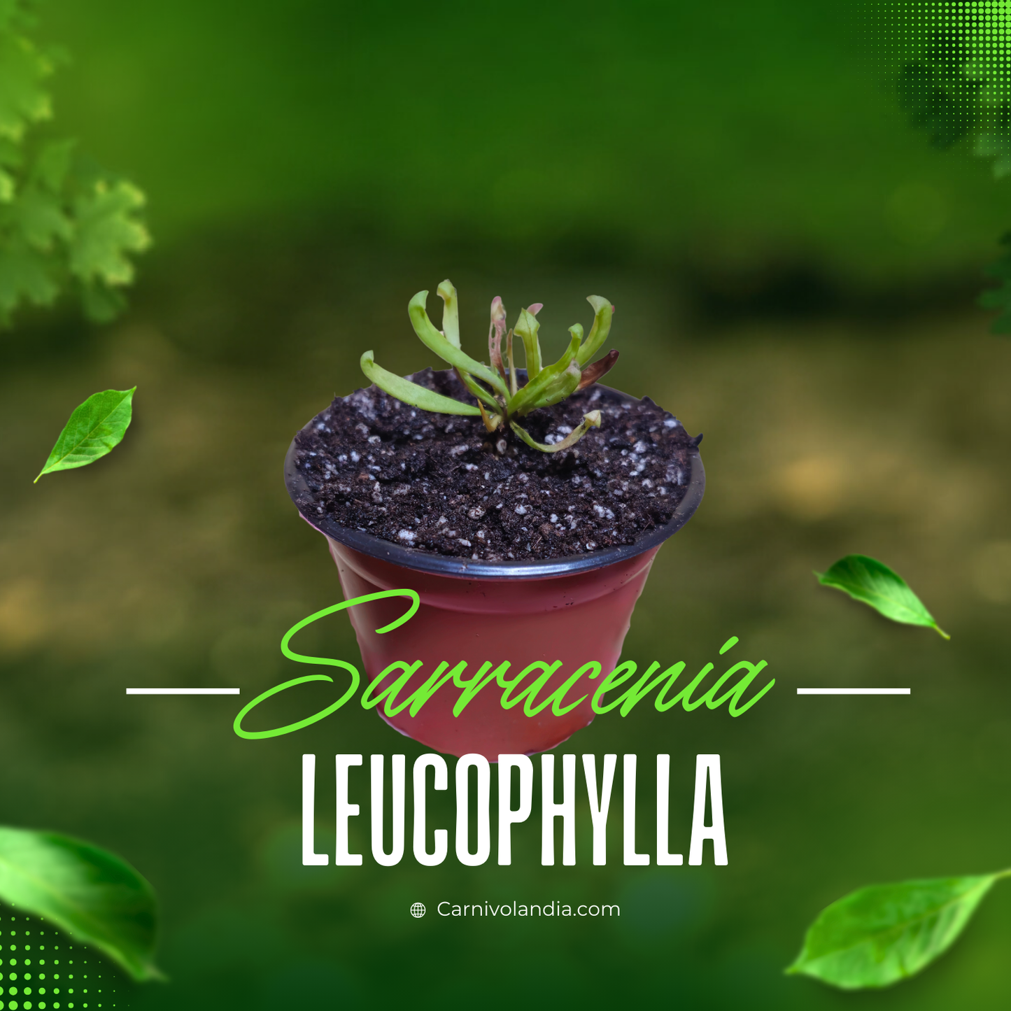 Sarracenia Leucophylla