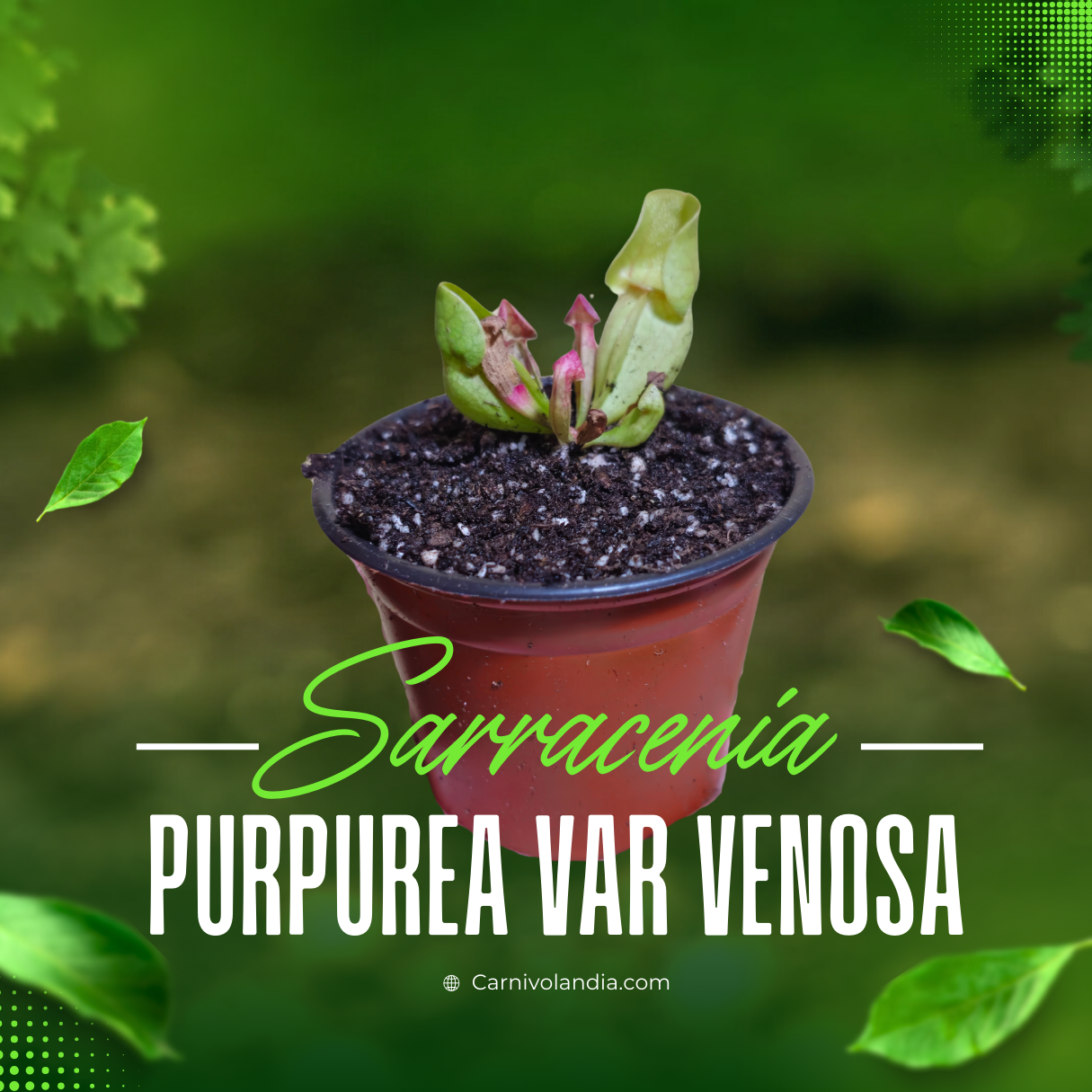 Sarracenia Purpurea var venosa