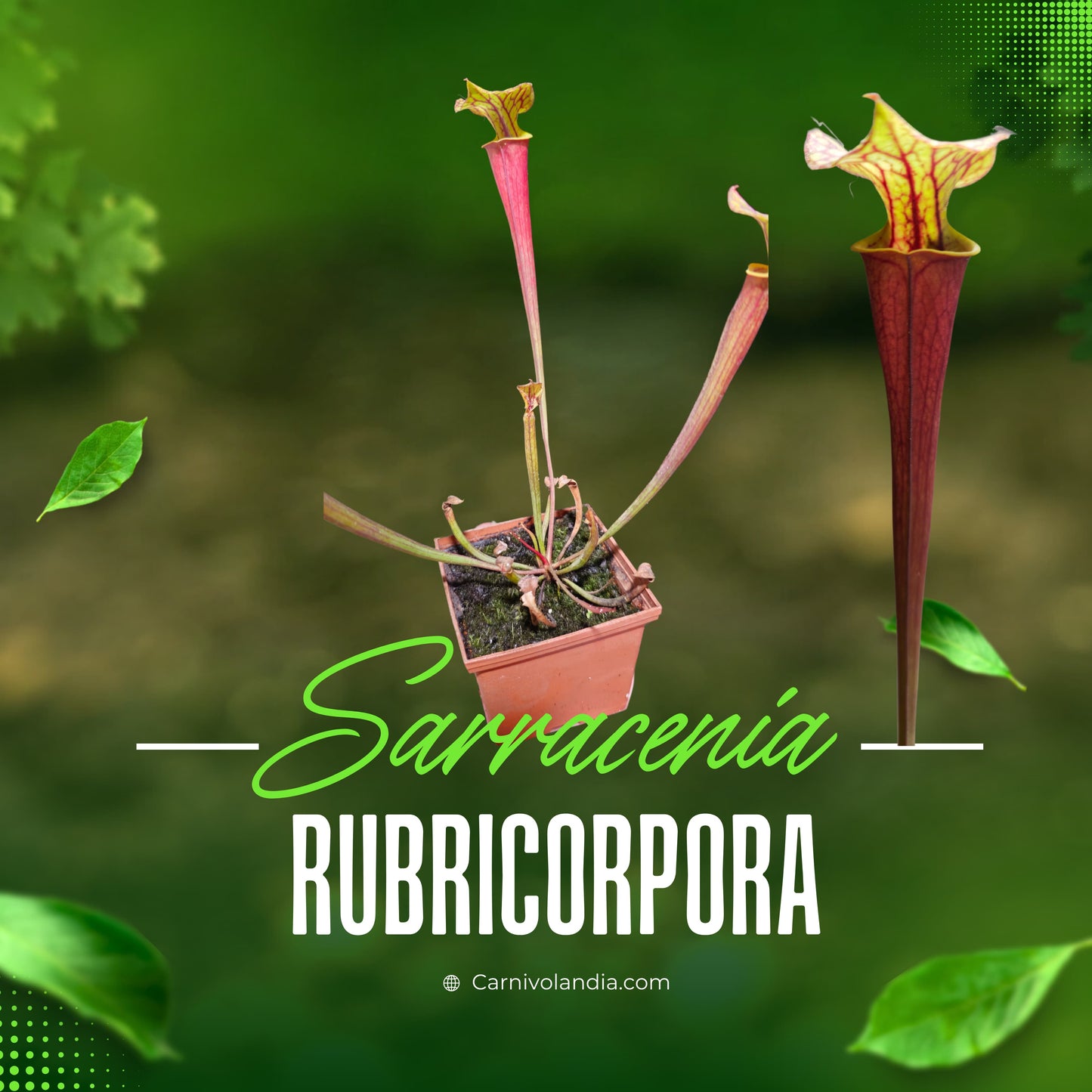 Sarracenia Rubricorpora