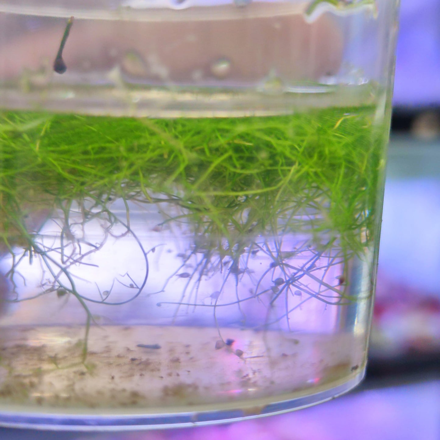 Utricularia Gibba