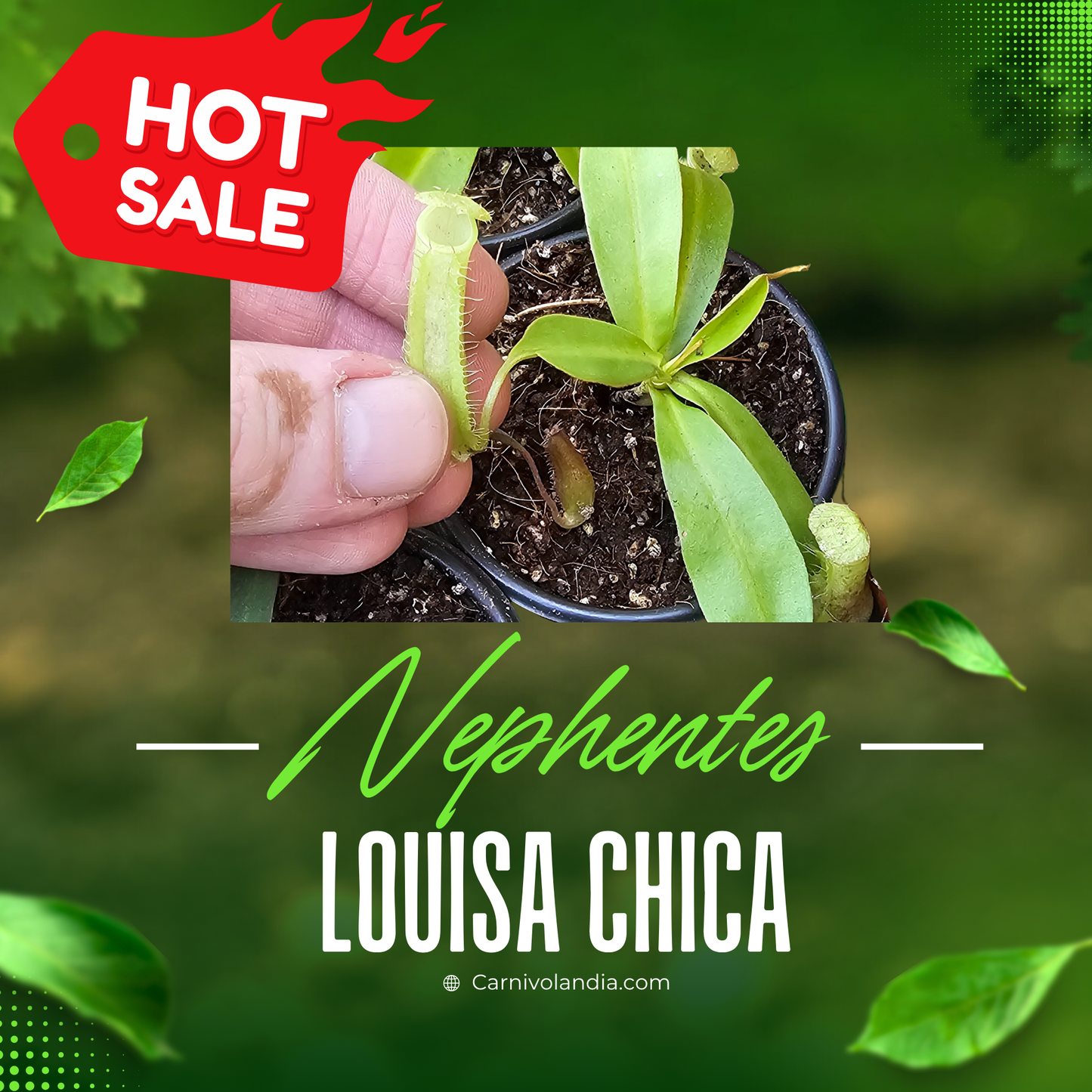 Nepenthes Louisa Chica