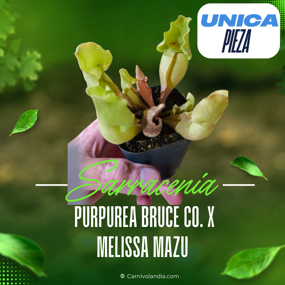S. Purpurea Bruce Co. X Melissa Mazur