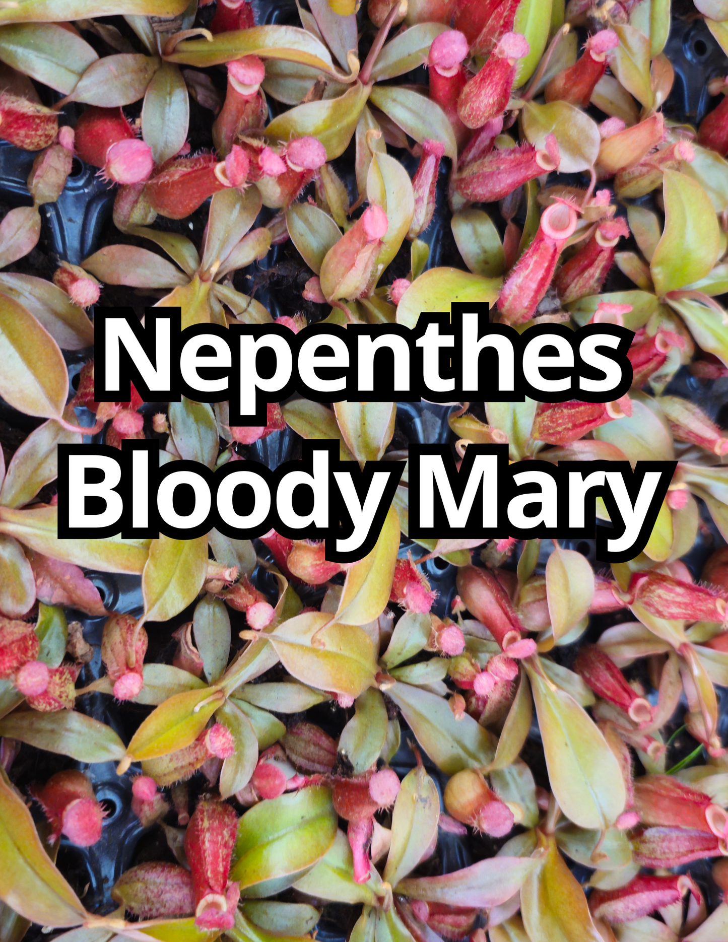 Nepenthes Bloody Mary