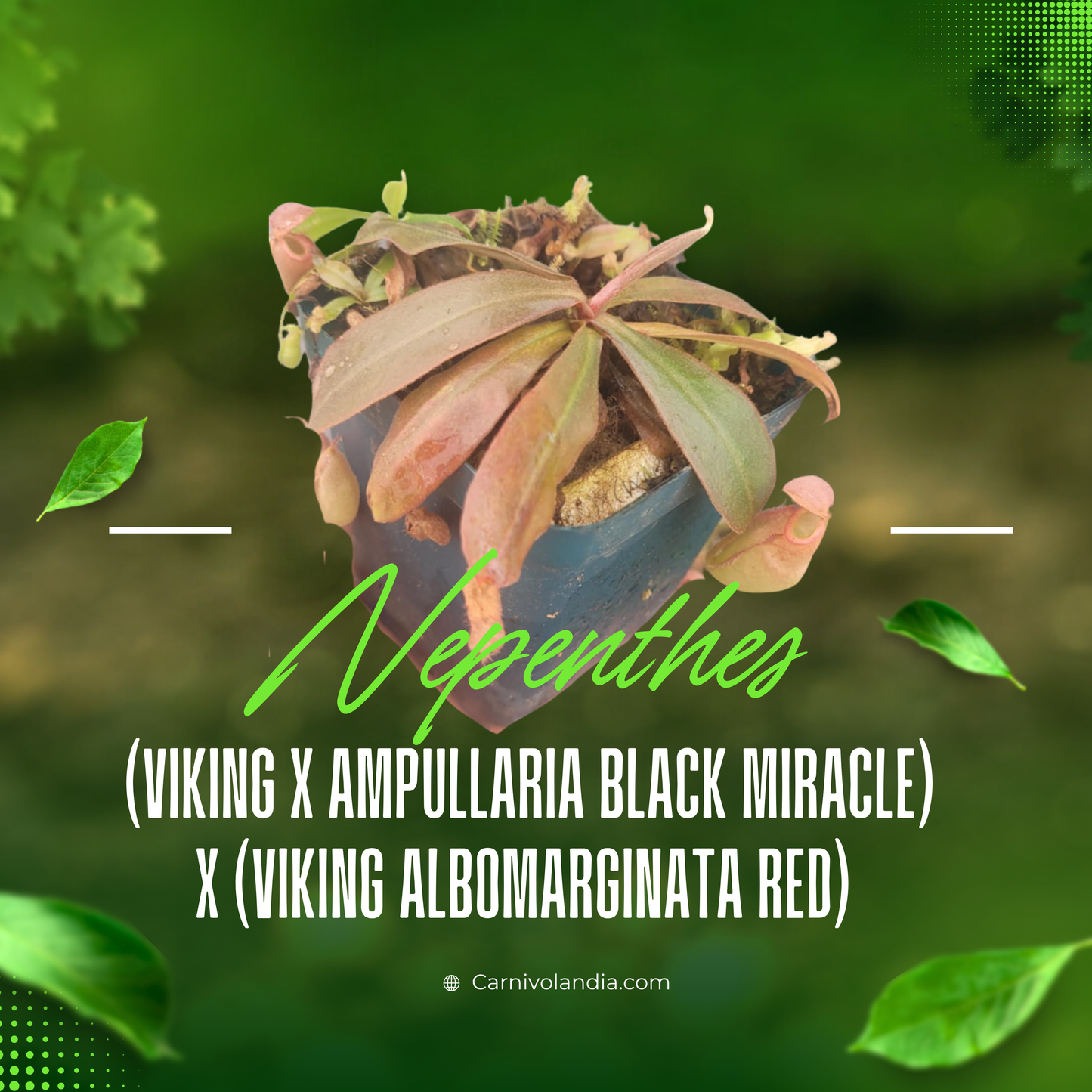 Nepenthes (Viking x Ampullaria Black Miracle) x (Viking x Albomarginata Red)