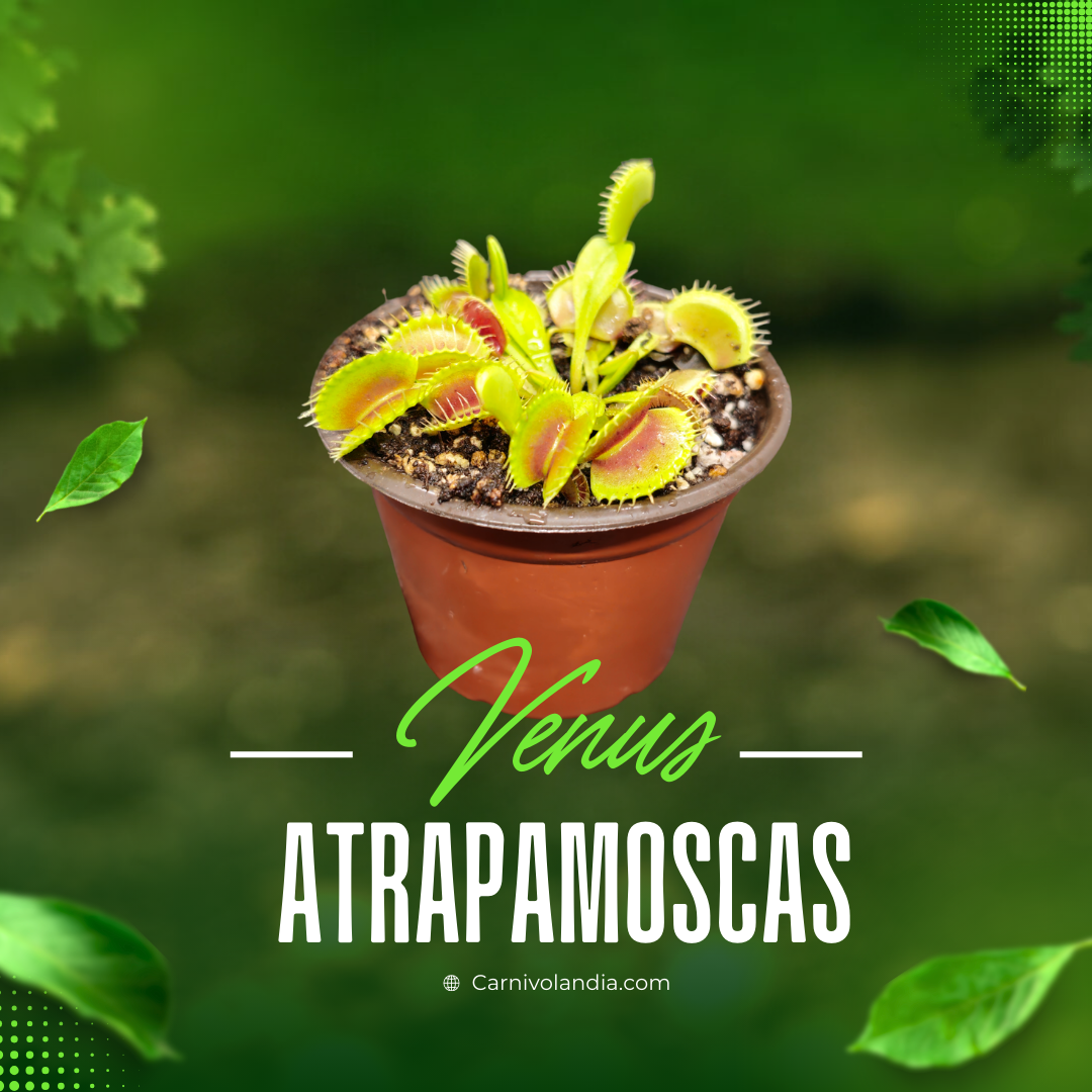 Venus atrapamoscas