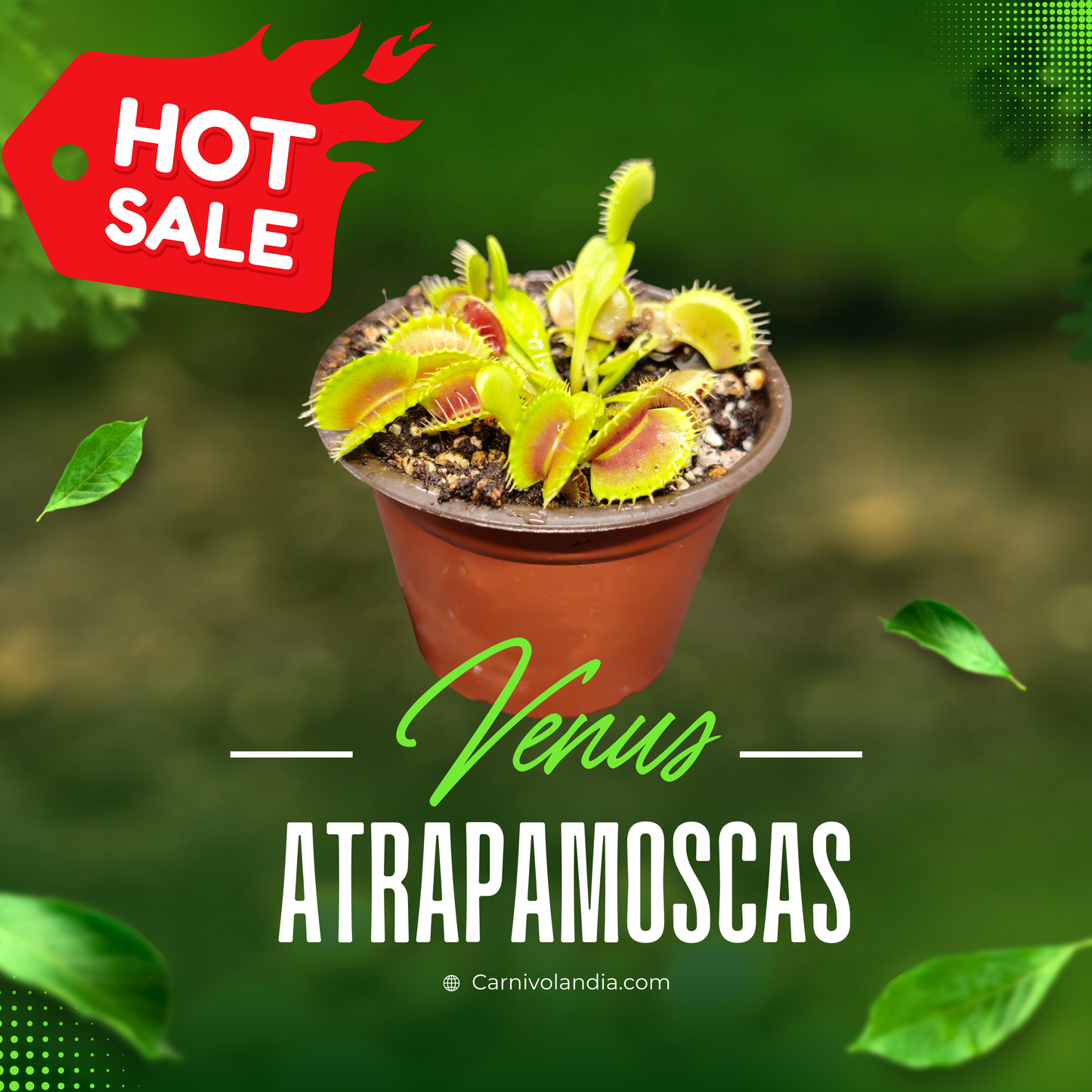 Venus atrapamoscas