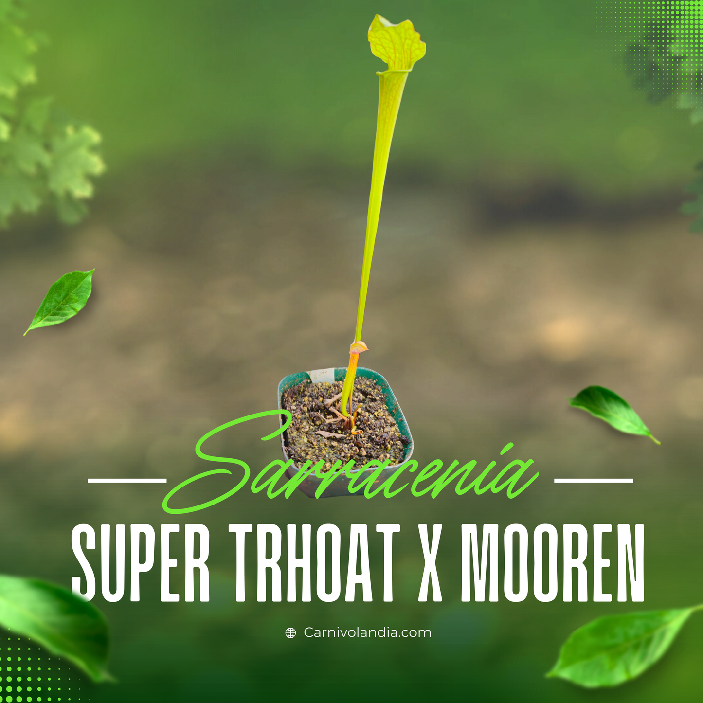 Sarracenia Super Throat x Mooren