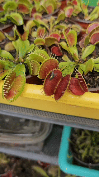 Venus atrapamoscas