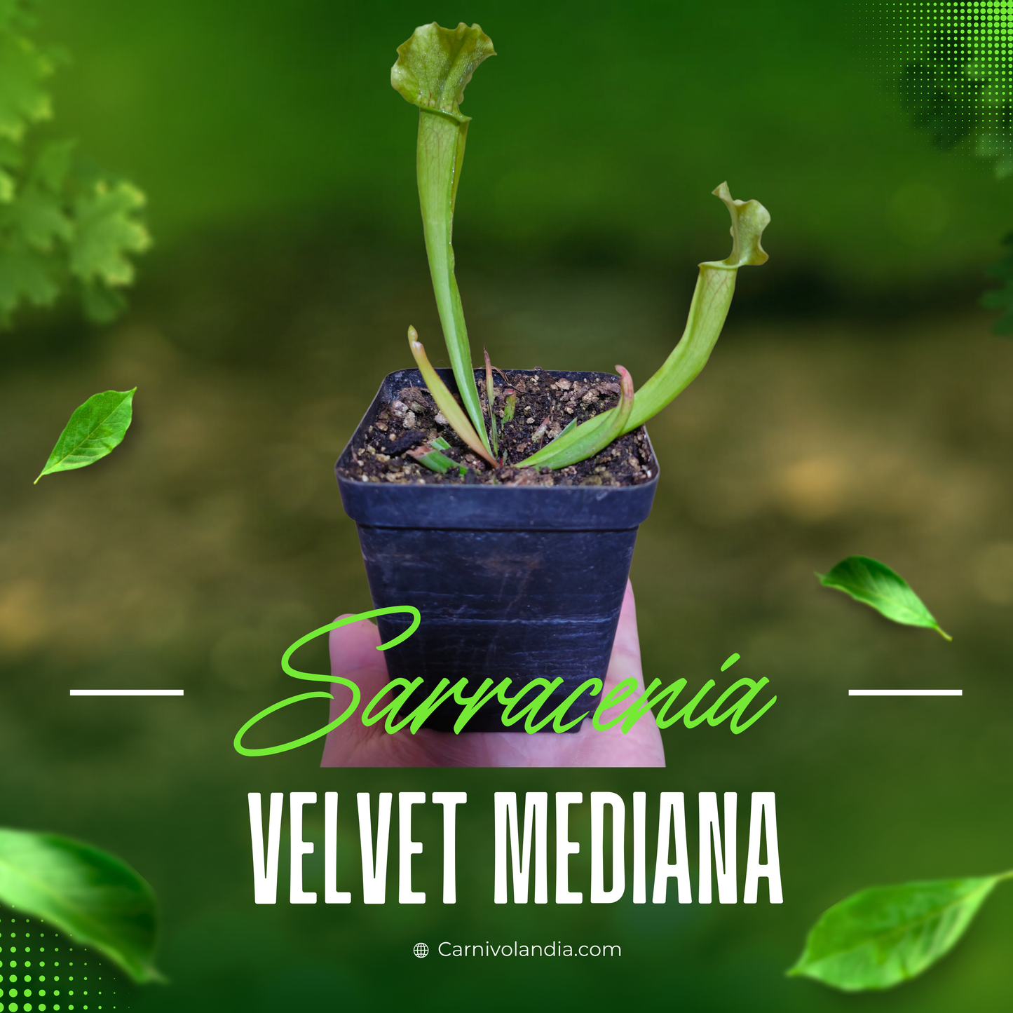 Sarracenia Velvet Mediana