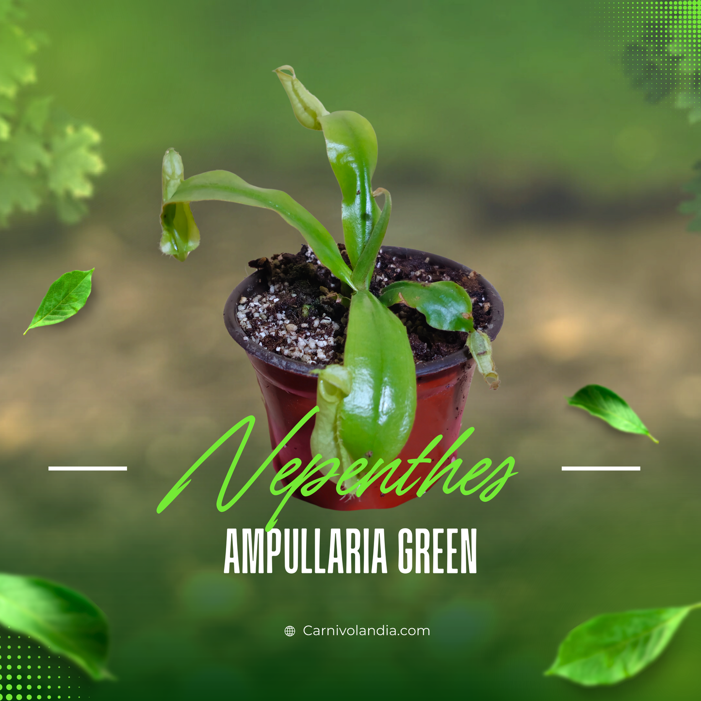 Nepenthes Ampullaria Green
