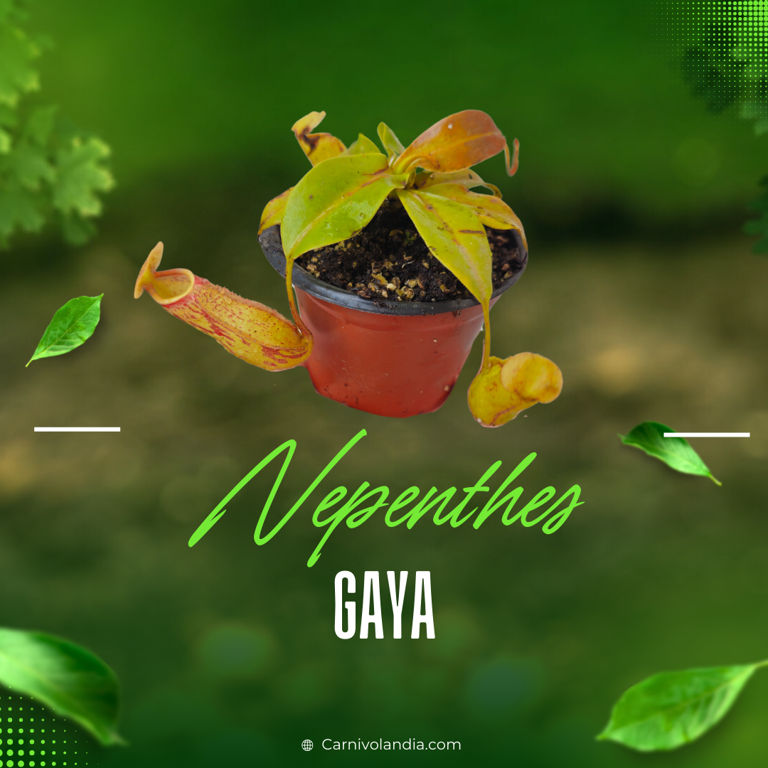 Nepenthes Gaya