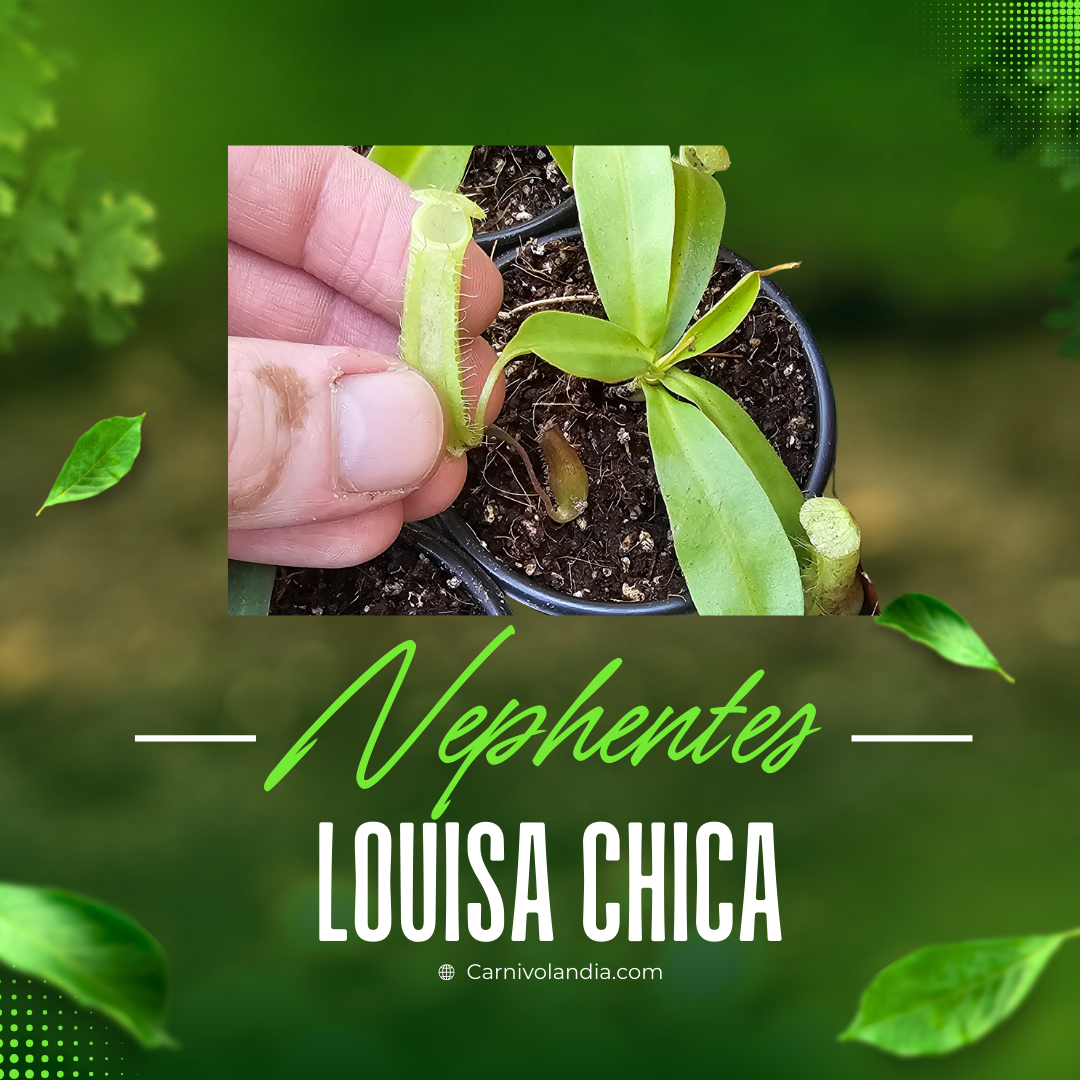 Nepenthes Louisa Chica