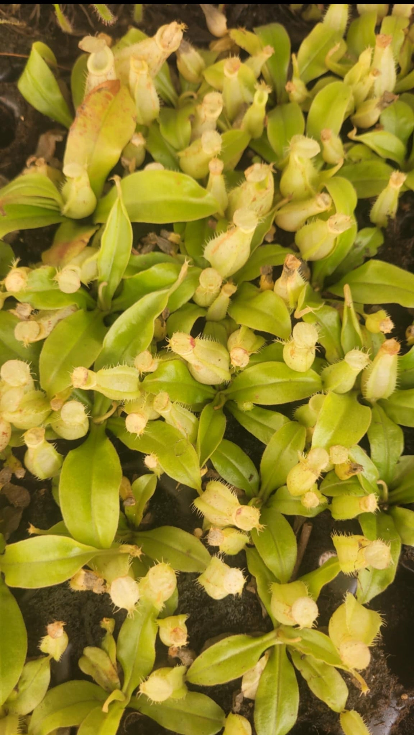 Nepenthes x hookeriana