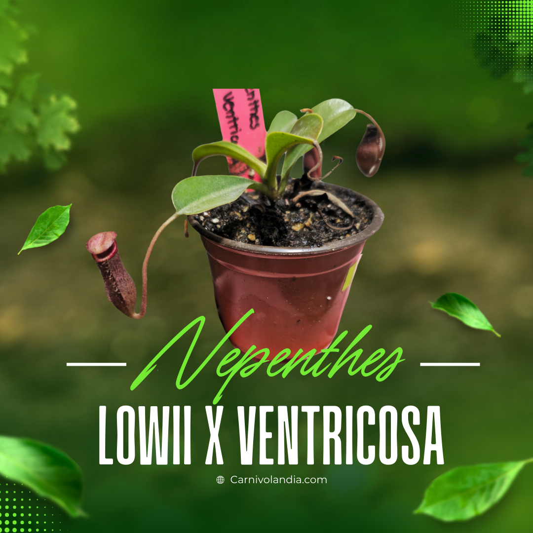 Nepenthes Lowii x Ventricosa