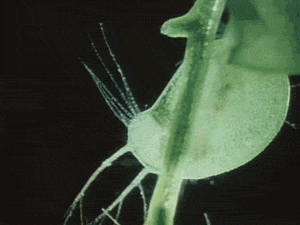 Utricularia Gibba