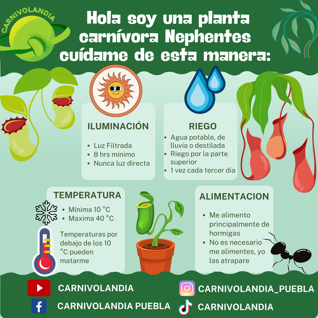Cuidado de Nephentes