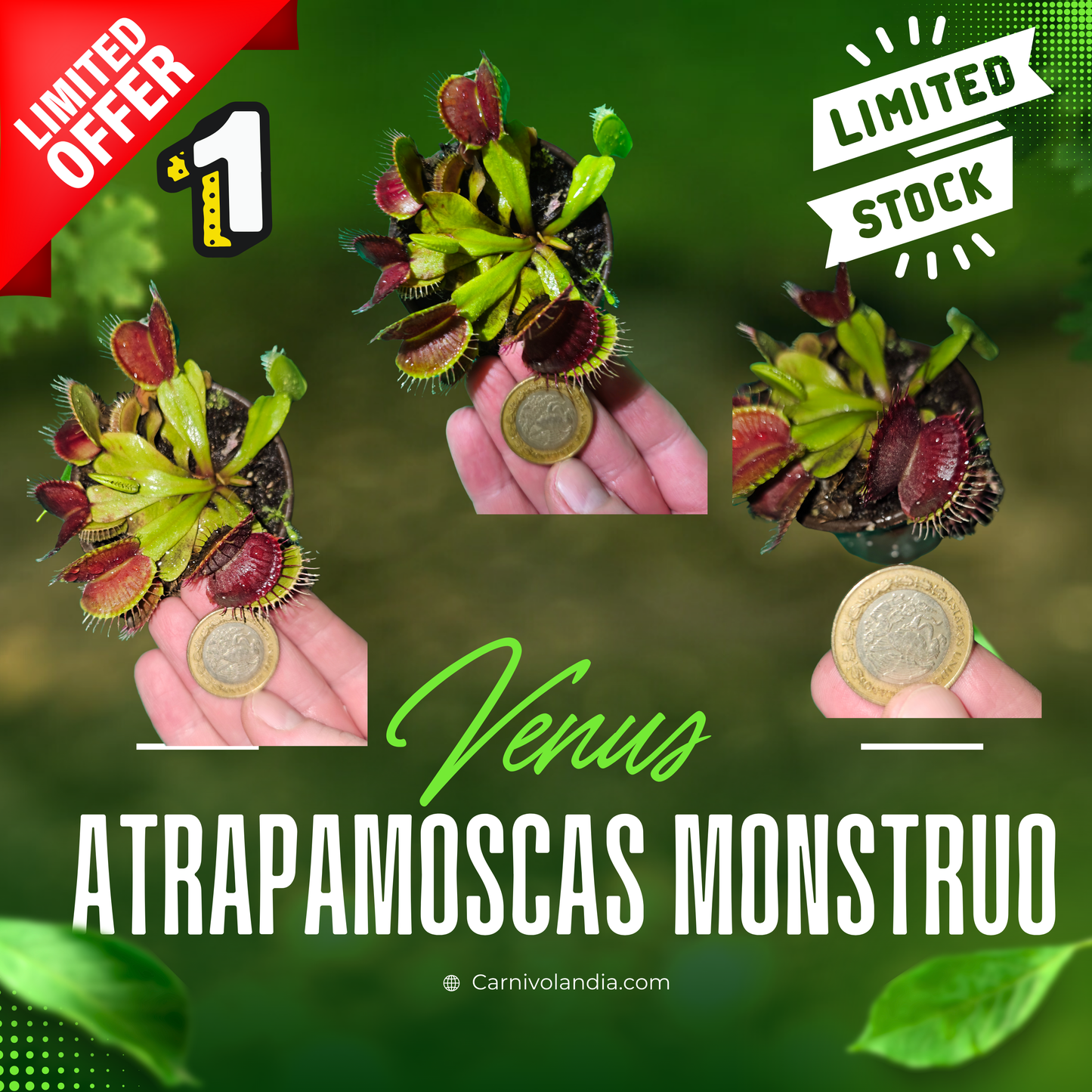 Venus atrapamosca Monstruo #1
