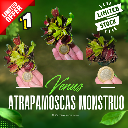 Venus atrapamosca Monstruo #1