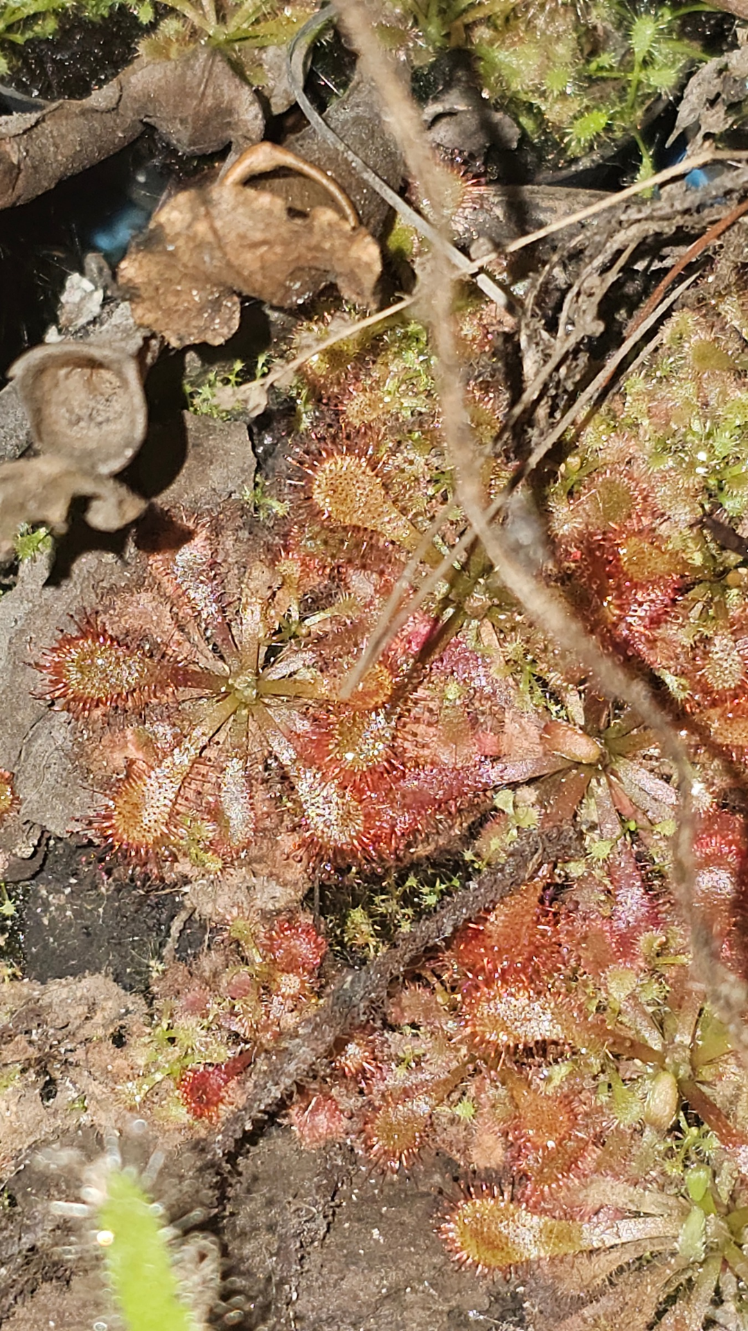 Drosera spatulata