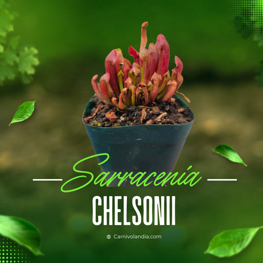 Sarracenia Chelsonii