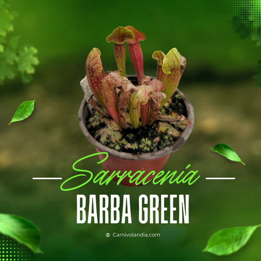 Sarracenia Barba Green
