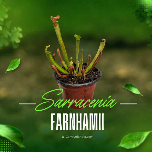 Sarracenia Farnhamii