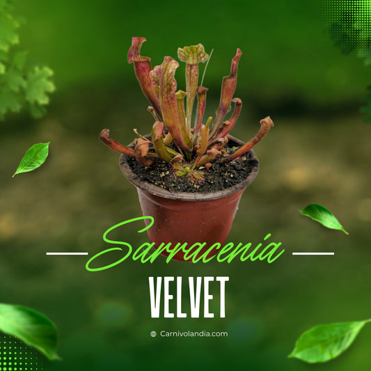 Sarracenia Velvet