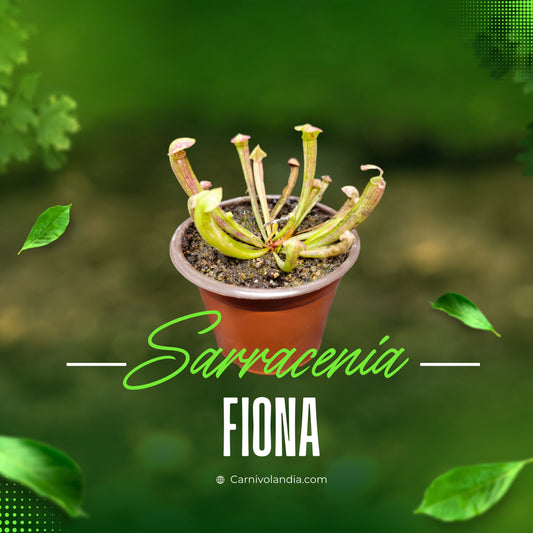 Sarracenia Fiona