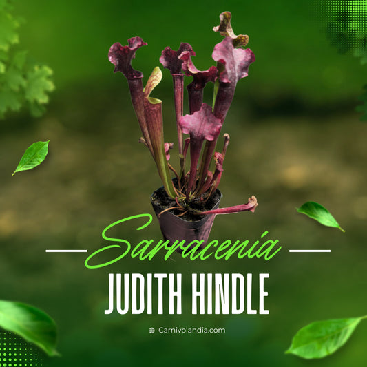 Sarracenia Judith Hindle