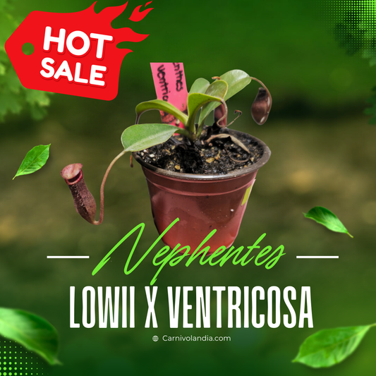 Nepenthes Lowii x Ventricosa