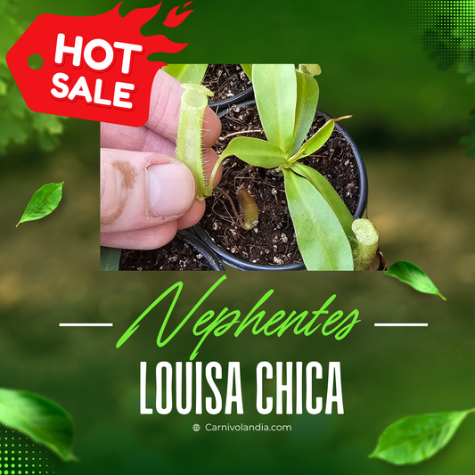 Nepenthes Louisa Chica