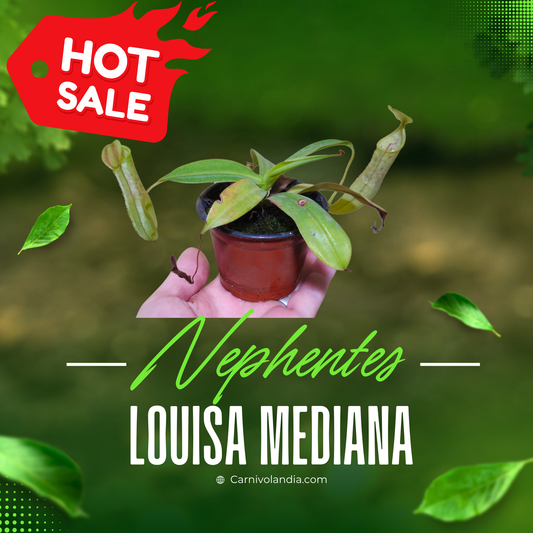 Nepenthes Louisa Mediana