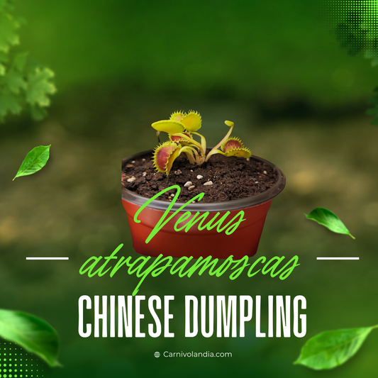 Venus atrapamoscas | Chinese Dumpling