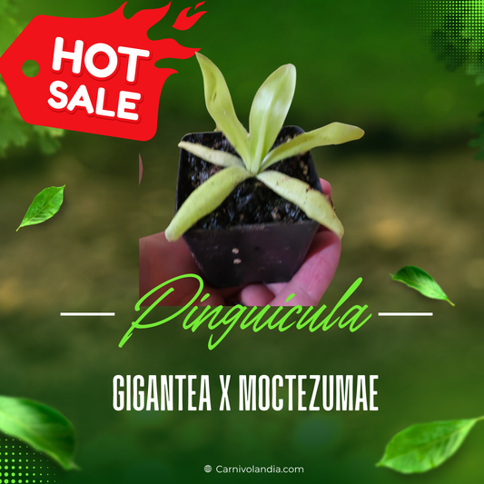 Pinguicula Gigantea x Moctezumae