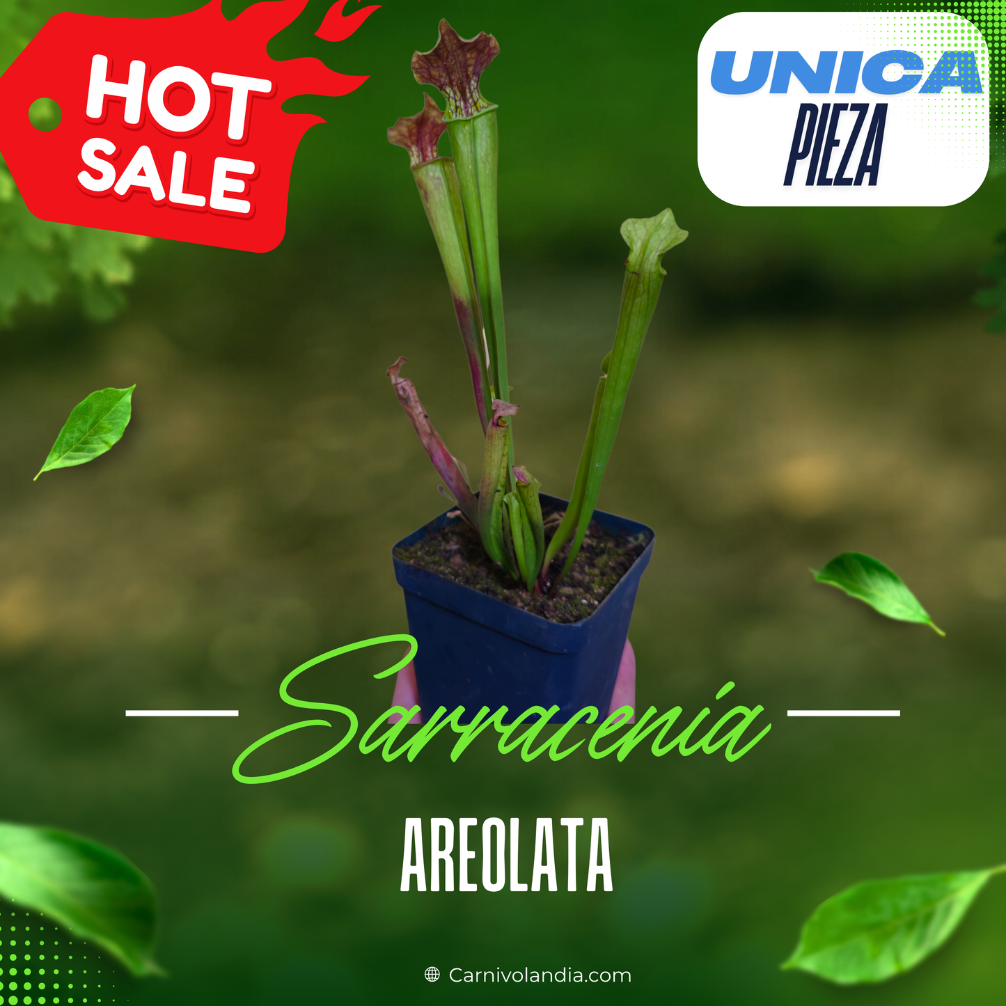Sarracenia Areolata