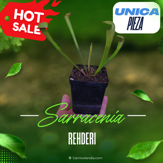 Sarracenia Rehderi